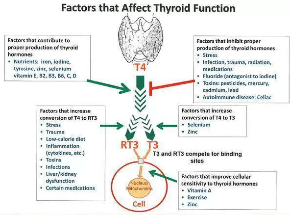 Thyroid Conversion Chart Pdf